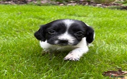 Sprocker dogs for sale: Beautiful Sprocker pups - Image 7
