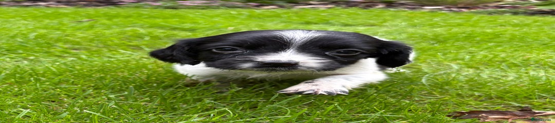 Sprocker Puppy 10