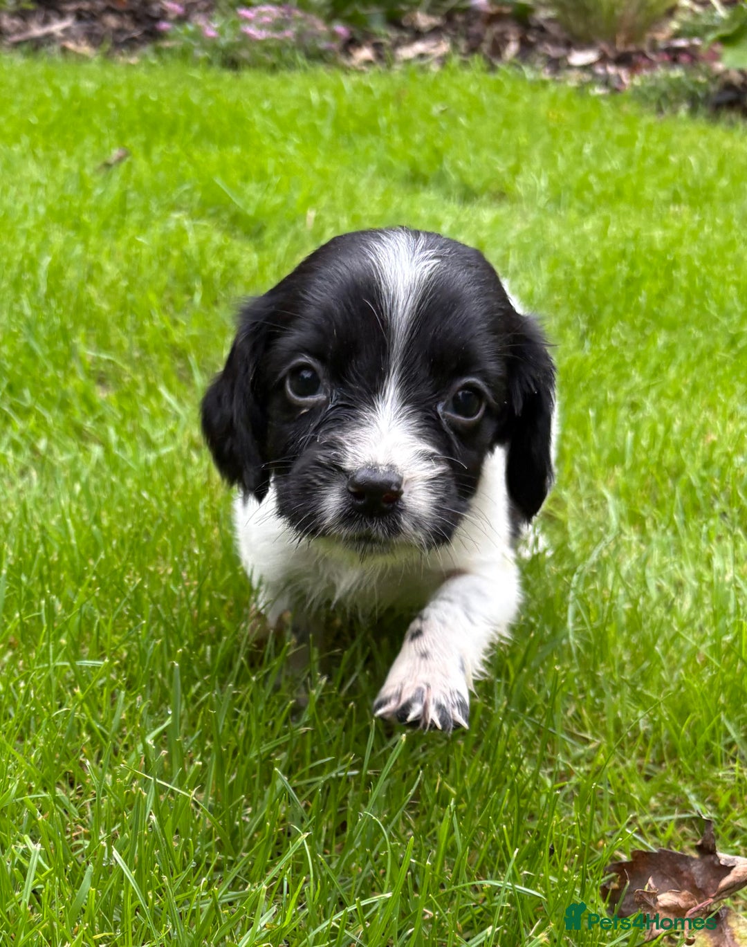Sprocker dogs for sale: Beautiful Sprocker pups - Image 7