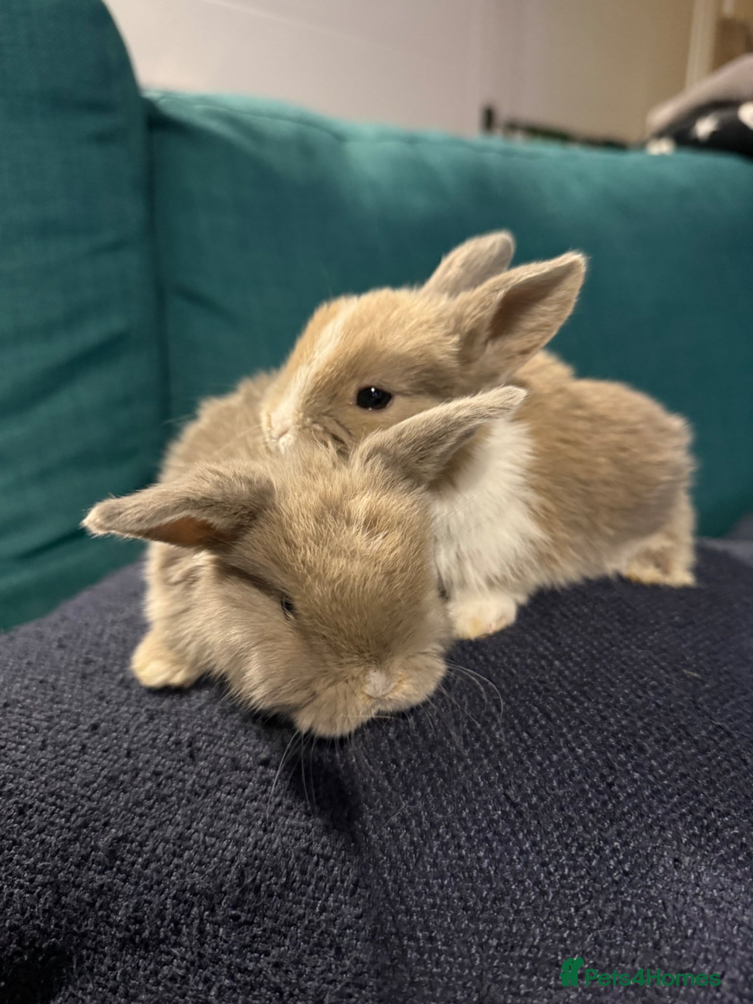 Mixed Breed rabbits Mini lop bunnies  - Advert 2
