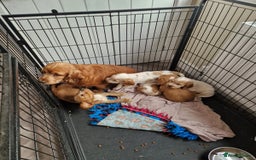 Cocker Spaniel dogs for sale: Show Cocker Spaniel  - Image 2