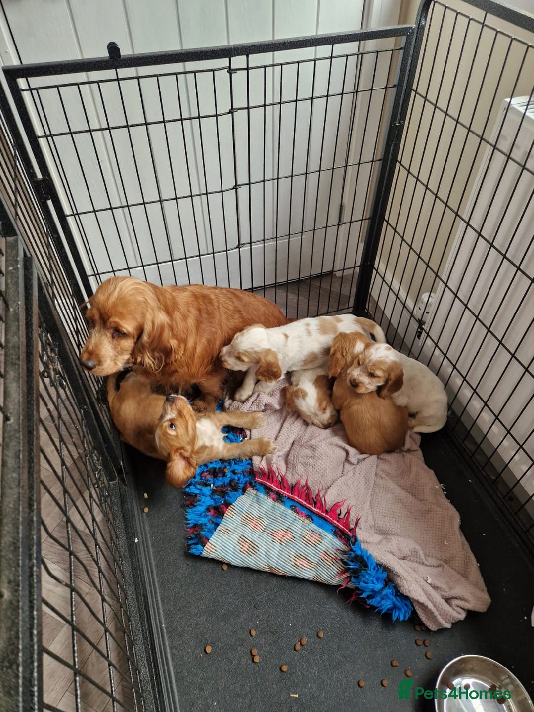 Cocker Spaniel dogs for sale: Show Cocker Spaniel  - Image 2