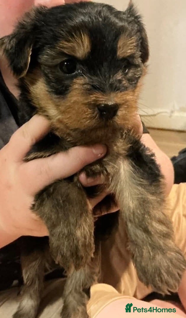 Yorkshire Terrier dogs Yorkshire terrier pups - Advert 1