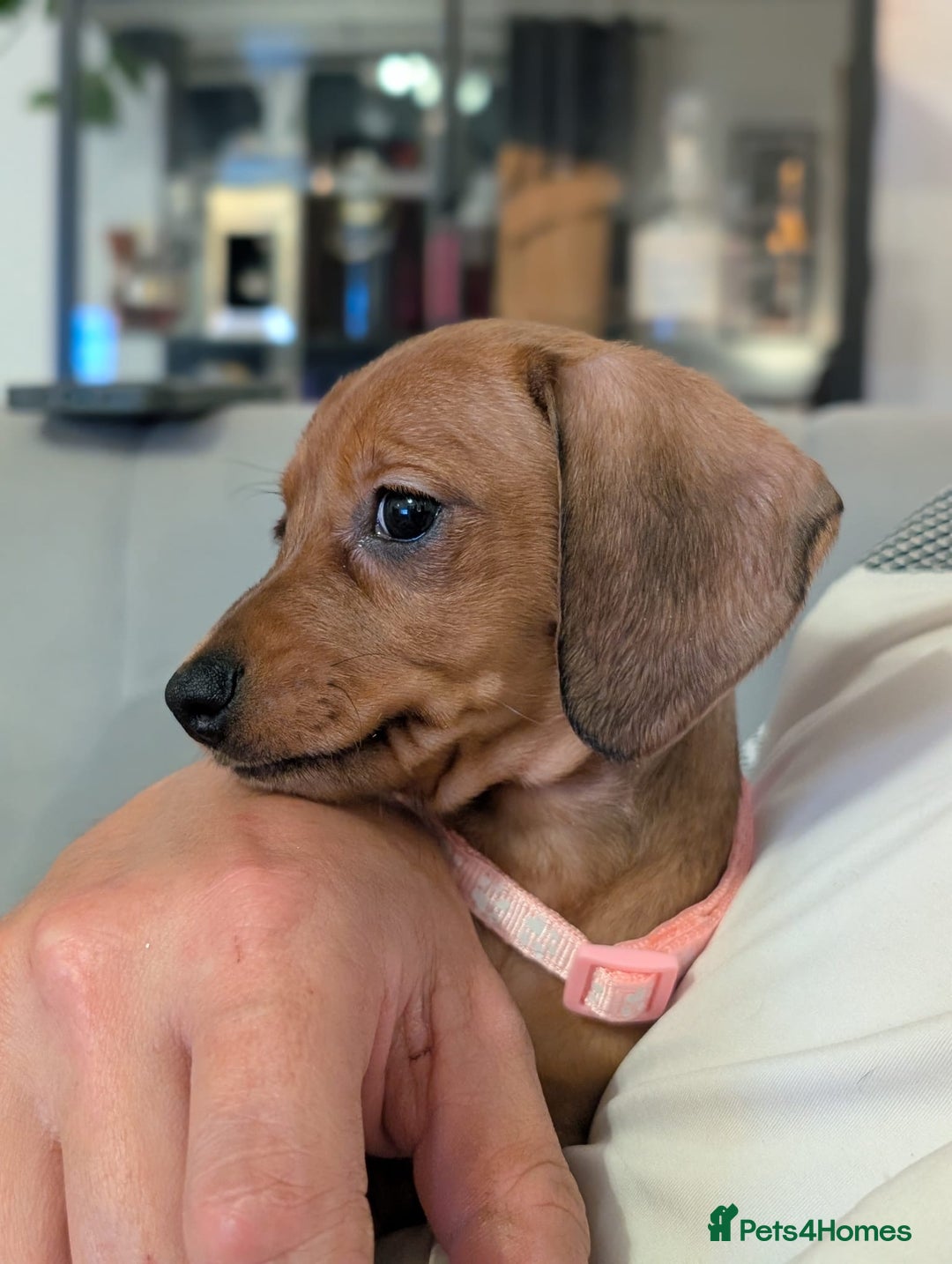 Miniature Dachshund dogs for sale: 2x miniature dachshunds - Image 24