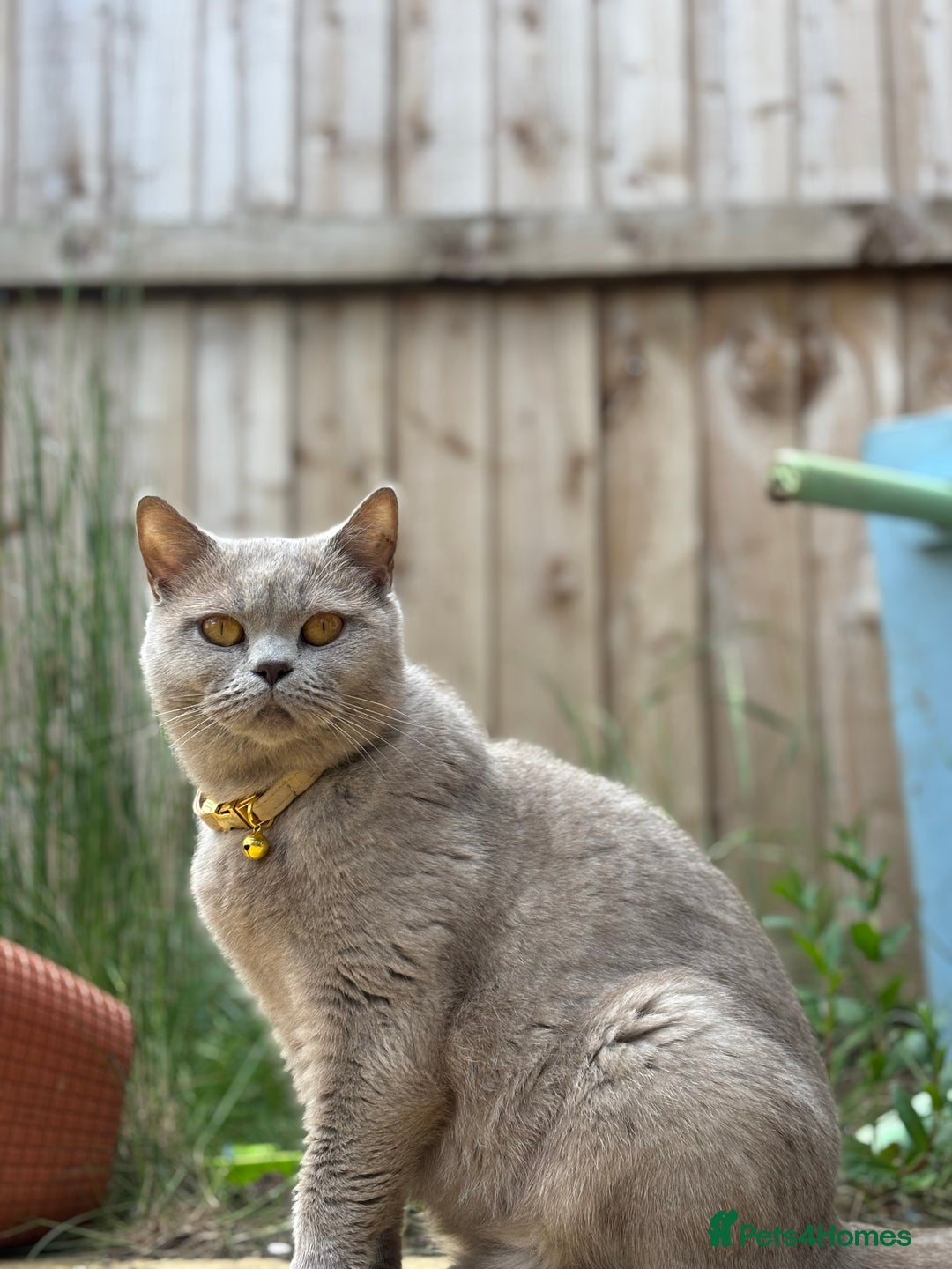 British Shorthair cats for sale: British shorthair kittens  - Image 32
