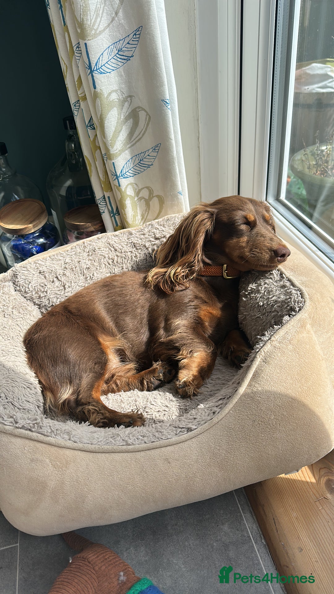 Miniature Dachshund dogs for sale: KC reg Long haired miniature dachshund puppies - Advert 3