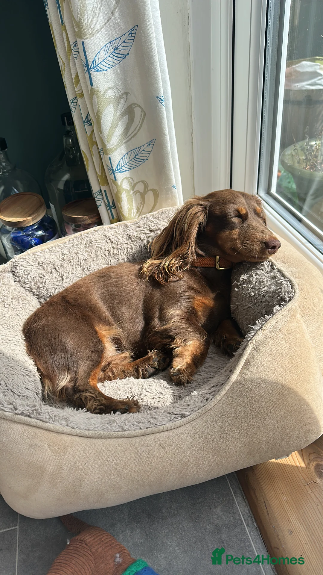 Miniature Dachshund dogs for sale: KC reg Long haired miniature dachshund puppies - Advert 4
