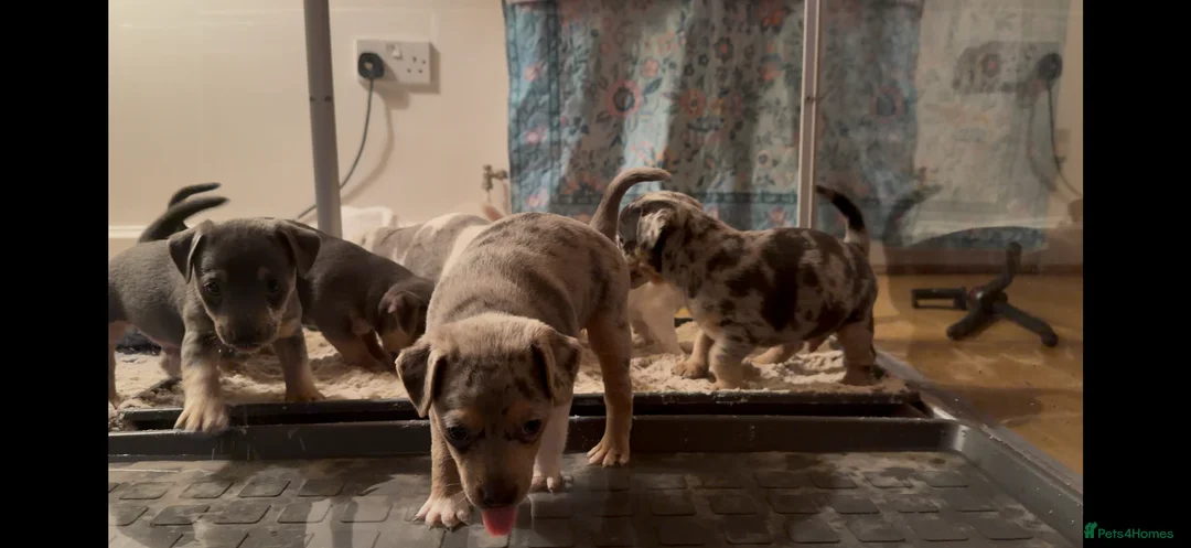 Jack Russell dogs for sale: Perfect Blue and Blue Merle Jack Russell Puppies - Advert 20