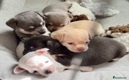 Chihuahua dogs for sale: 5 gorgeous chihuahua pups - viewings start 23/08 - Image 12