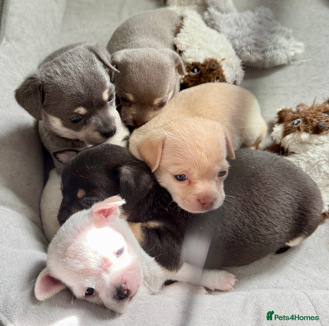 Chihuahua dogs for sale: 5 gorgeous chihuahua pups - viewings start 23/08 - Image 12