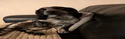 Sprocker dogs for stud: Blue roan Sprocker male for stud - Advert 5