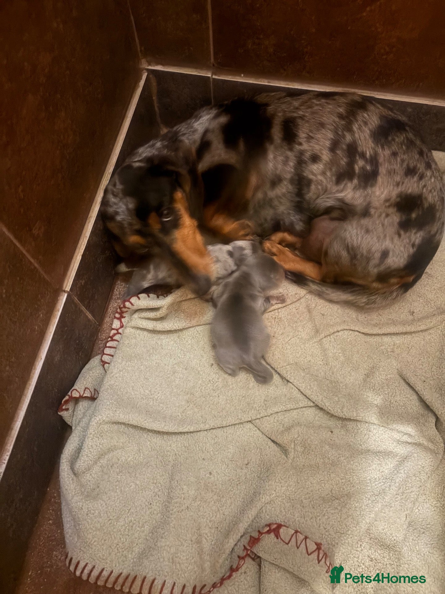 Miniature Dachshund dogs Kc registered mini dachshund licensed breeder  - Advert 1