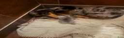 Miniature Dachshund dogs for sale: Kc registered mini dachshund licensed breeder  - Advert 1