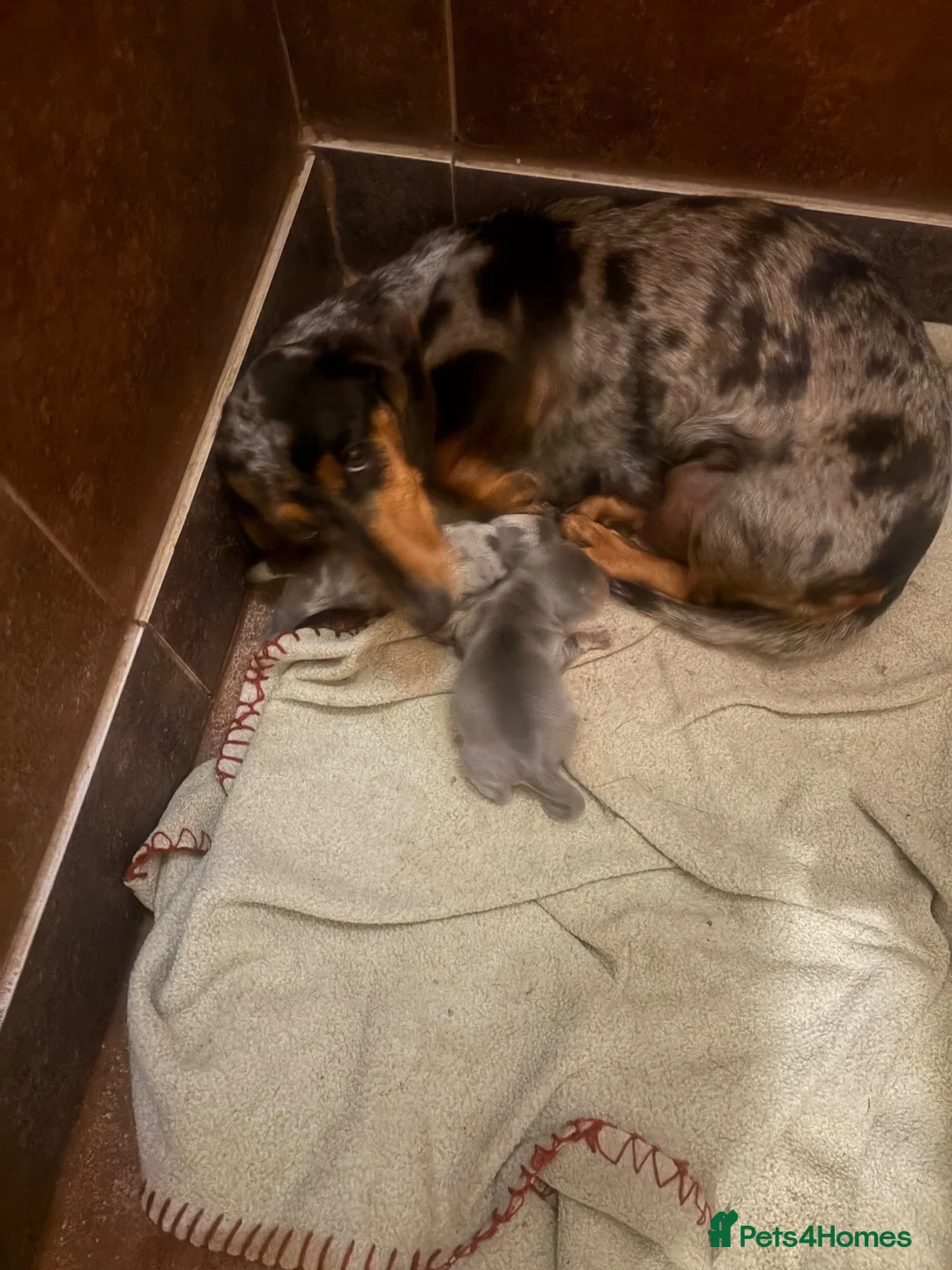 Miniature Dachshund dogs for sale: Kc registered mini dachshund licensed breeder  - Advert 1