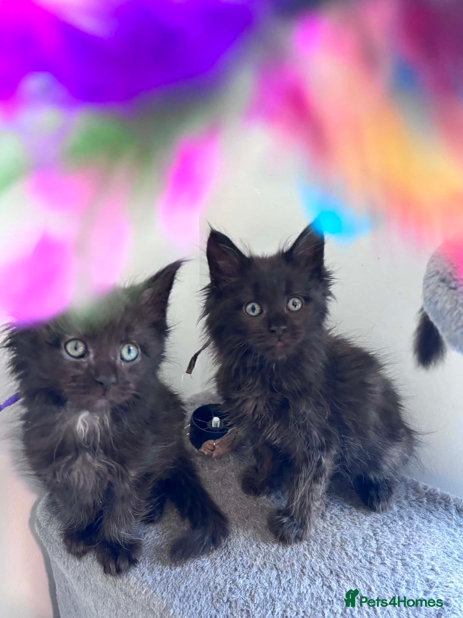Maine Coon cats ✨ Maine Coon Kittens – Ready Now💥 - Advert 2