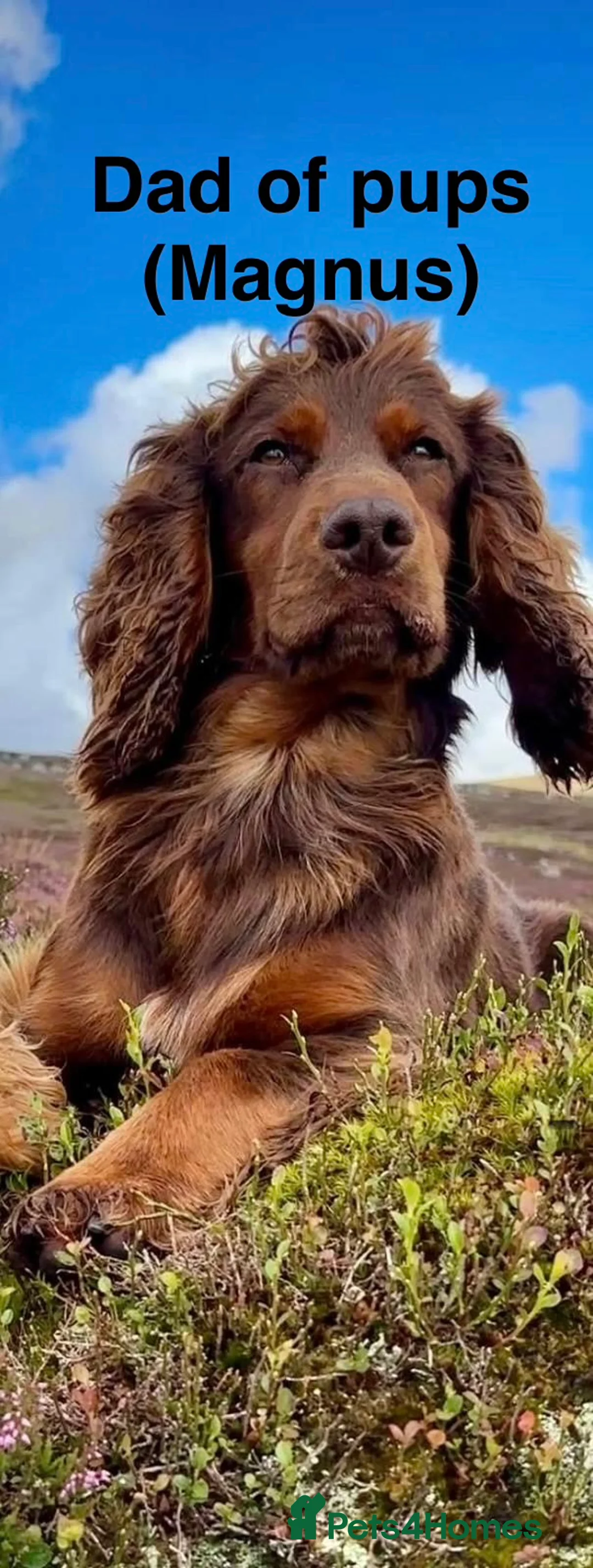 Cocker Spaniel dogs for sale: Cocker spaniel puppies due - top breeding lines - Advert 3