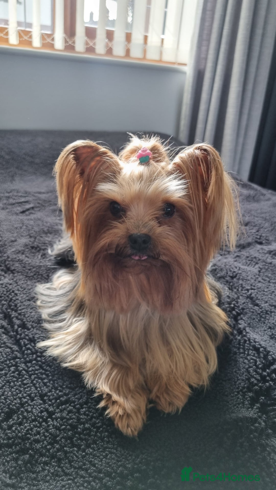 Yorkshire Terrier dogs for sale: 4 Lovely puppies  - Advert 5