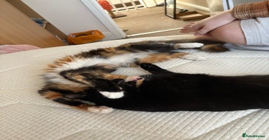 Domestic Shorthair cats - Advert 7