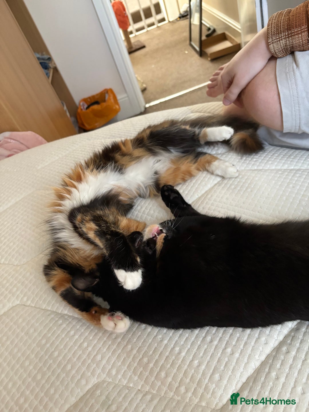 Domestic Shorthair cats for sale: Bonded sisters, please adopt together!  - Image 2