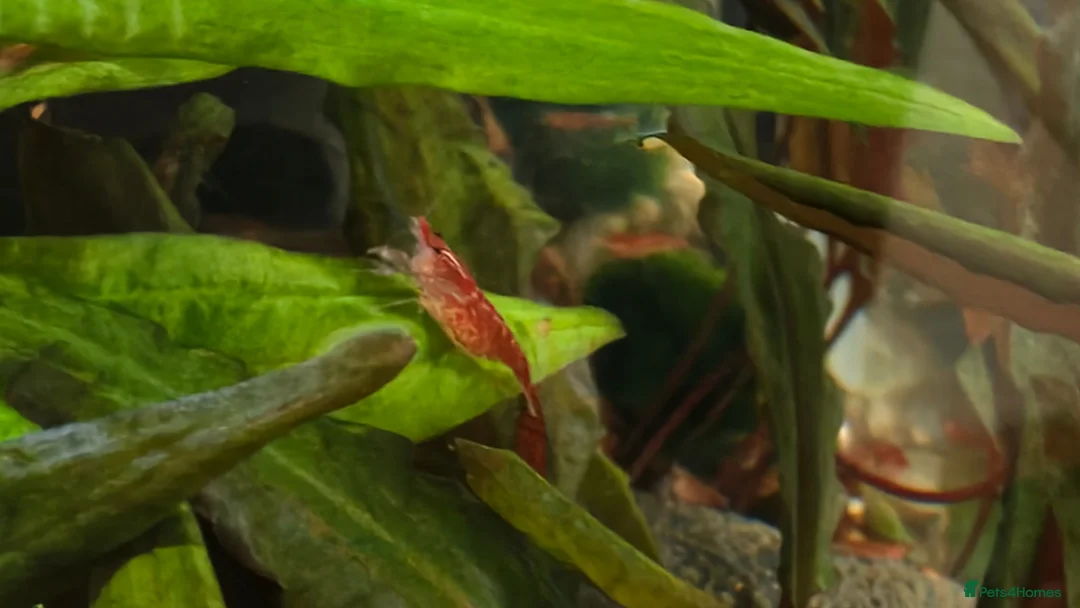 Shrimps fish for sale: Red Shrimps 1 pound each collection only  - Advert 2