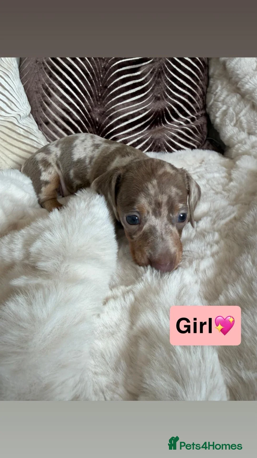 Dachshund dogs for sale: Kc registered miniature dachshund puppies - Advert 1