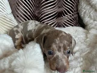 Dachshund dogs Kc registered miniature dachshund puppies - Advert 7