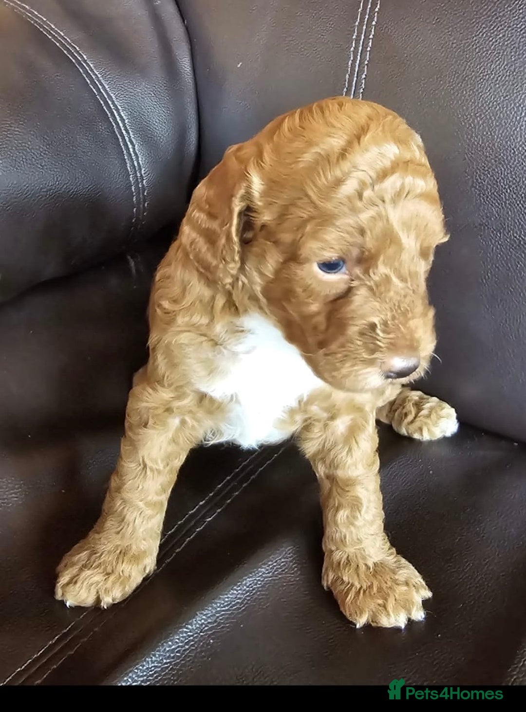 Cockapoo dogs for sale: 5 gorgeous red cockapoos  - Image 5