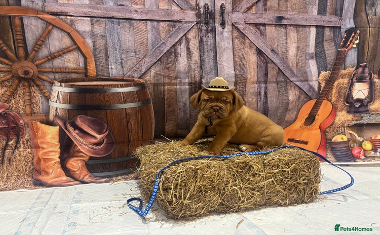 Dogue De Bordeaux dogs - Advert 2