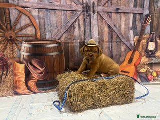Dogue De Bordeaux dogs - Advert 2