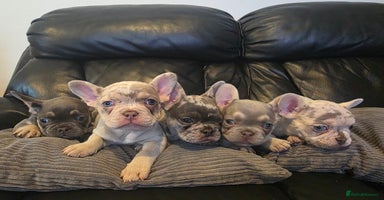 French Bulldog dogs - Advert 11