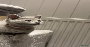 Russian Blue cats - Advert 13