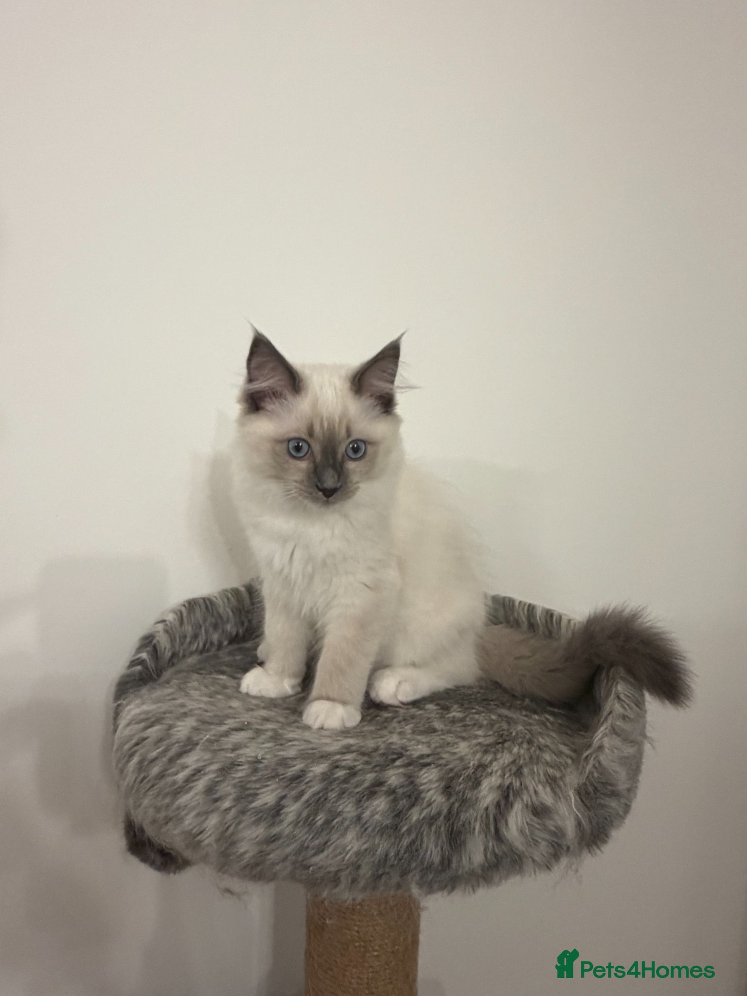 Ragdoll cats GCCF Pedigree Ragdoll Kitten - Advert 10