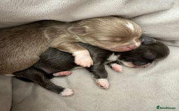 Chihuahua dogs for stud: STUD: Gorgeous White Long Coat Chihuahua  in Aldershot - Image 21