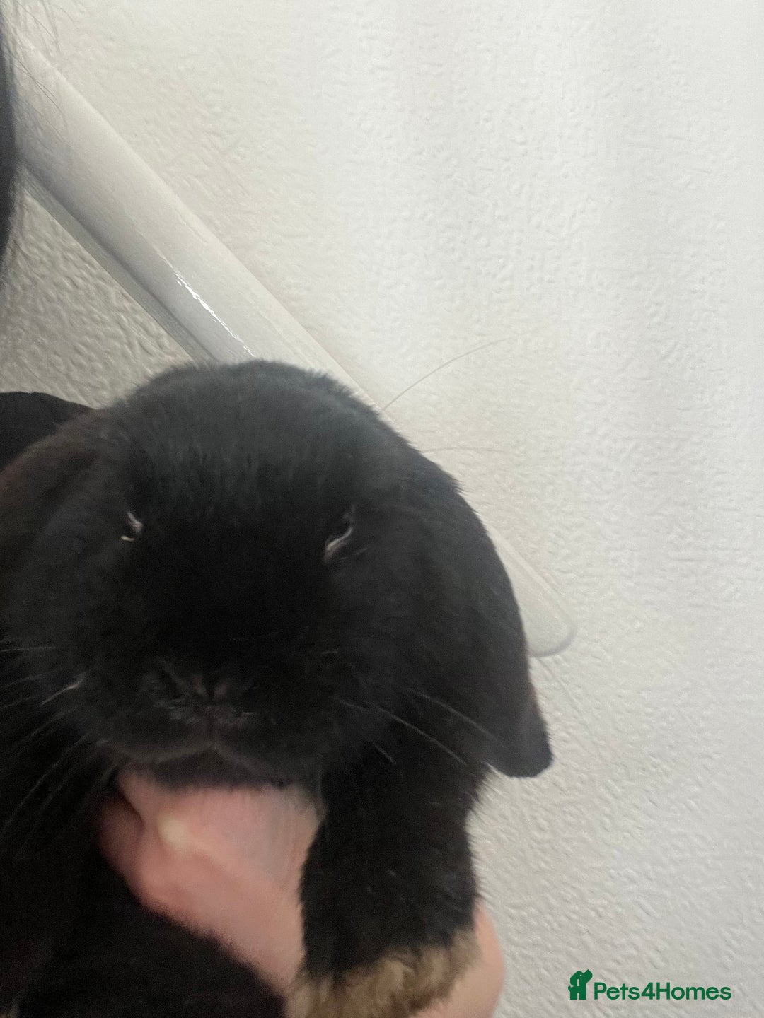 French Lop rabbits for sale: Bunny - Advert 5