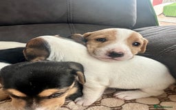 Mixed Breed dogs for sale: I have six beautiful jack dash for sale  - Image 2