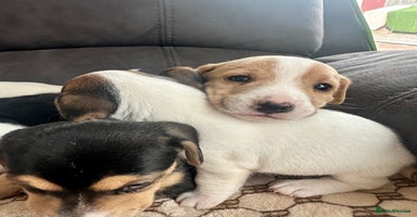 Mixed Breed dogs - Advert 10