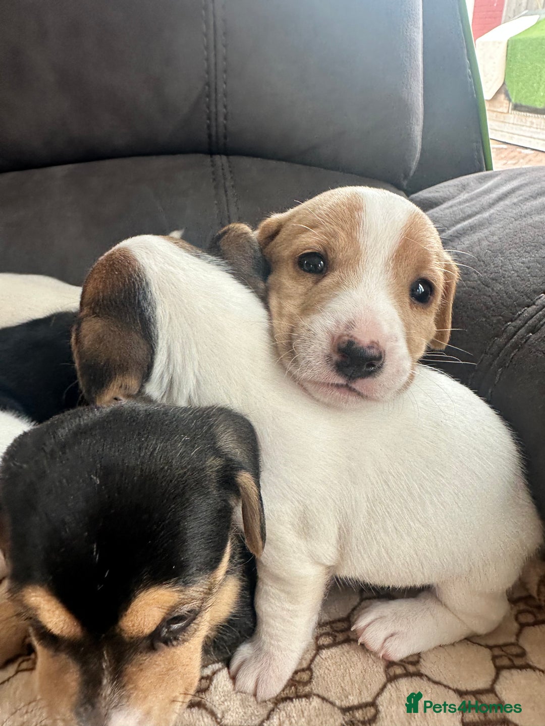 Mixed Breed dogs for sale: I have six beautiful jack dash for sale  - Image 2