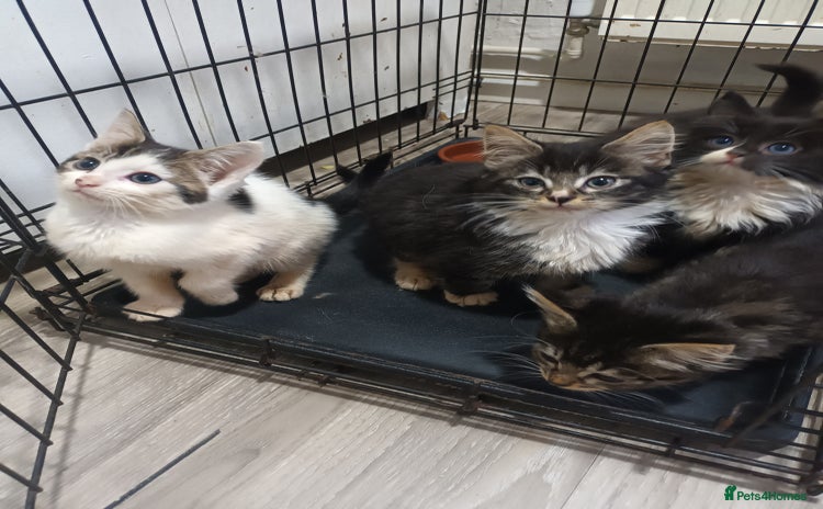 Mixed Breed cats - Advert 1
