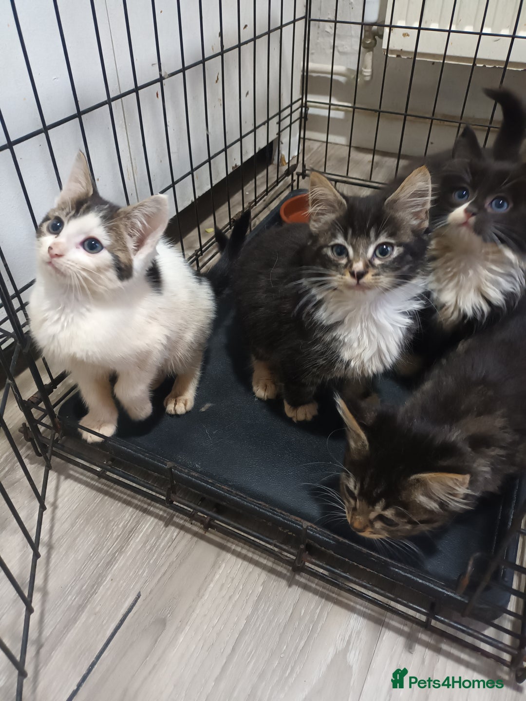 Mixed Breed cats for sale: 5 beautiful kittens ready for the forever home. - Image 1