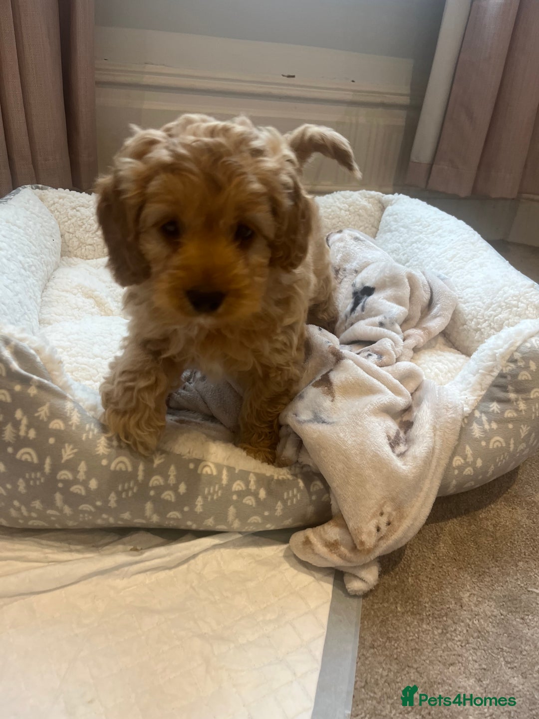 Cockapoo dogs for sale: Cockapoo female  - Image 4