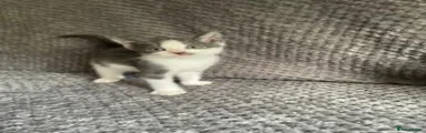 Domestic Shorthair 3