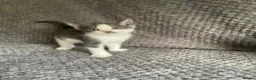 Domestic Shorthair cats for sale: Gorgeous Grey and White Kittens For Sale - Advert 4