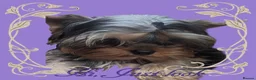 Yorkshire Terrier dogs for sale: 👉Yorkshire Terrier Pups–KC Lines, Health Checked - Advert 21