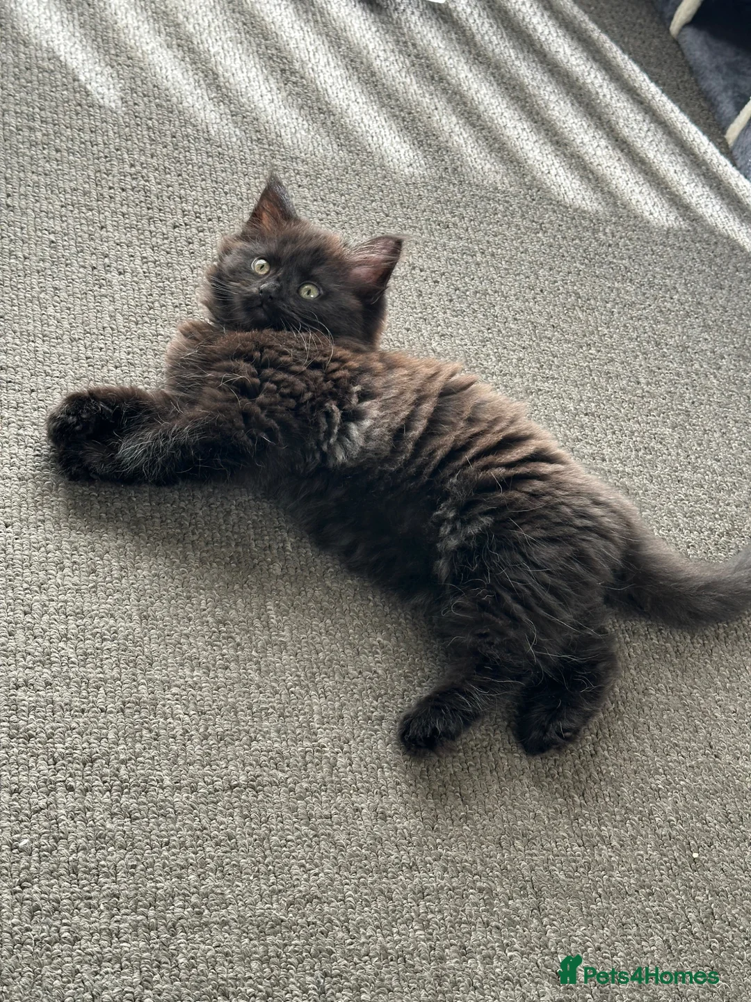 Mixed Breed cats for sale: Siberian x Ragdoll Kitten  - Advert 2