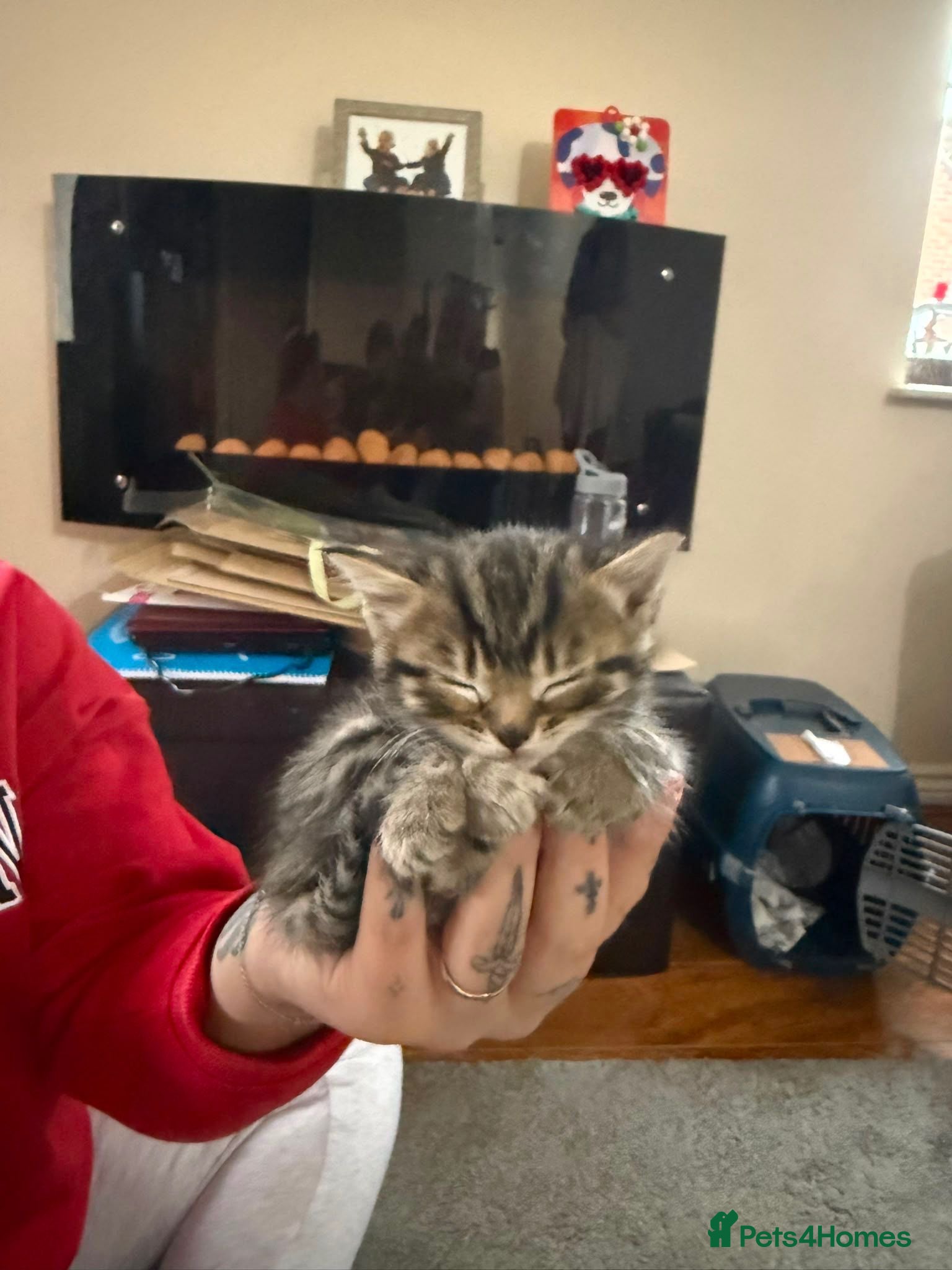 Mixed Breed cats 5 gorgeous kittens ready now!  - Advert 1