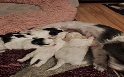 Bichon Frise dogs for sale: 4beautiful Bichon Frise puppies (3boys and 1 girl) - Image 23