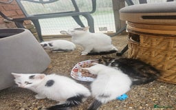 Mixed Breed cats for sale: Fluffy kittens looking for a family  - Image 6