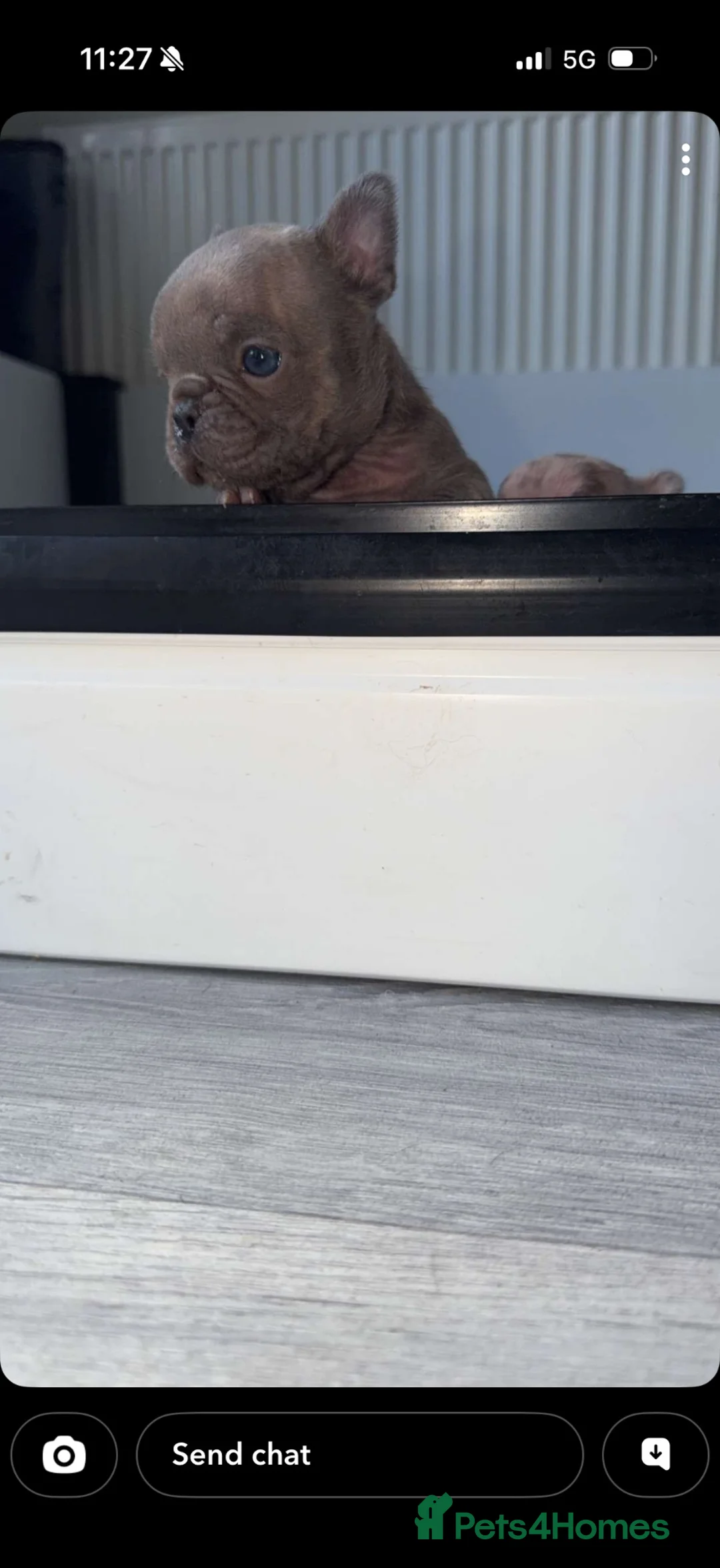 French Bulldog dogs for sale: Female lilac French bulldog  - Advert 7