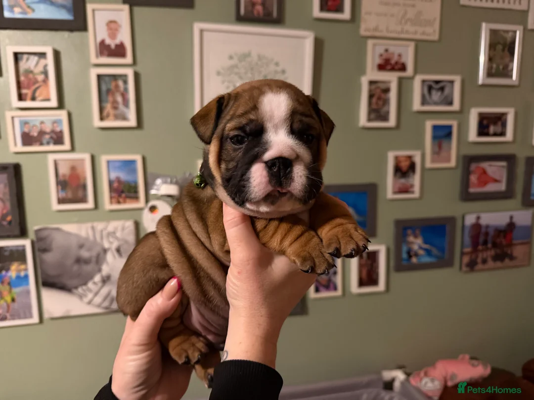English Bulldog dogs for sale: 🌸💙 top blood line English bulldogs 🌸💙❤️ - Advert 20