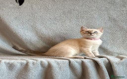 Ragdoll cats for sale: 6 Beautiful Ragdoll x Bengal kittens - Image 20